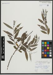 Foto von Salix alba L.